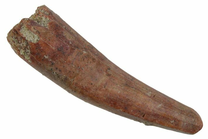 Bargain, Fossil Spinosaurus Tooth - Real Dinosaur Tooth #346901